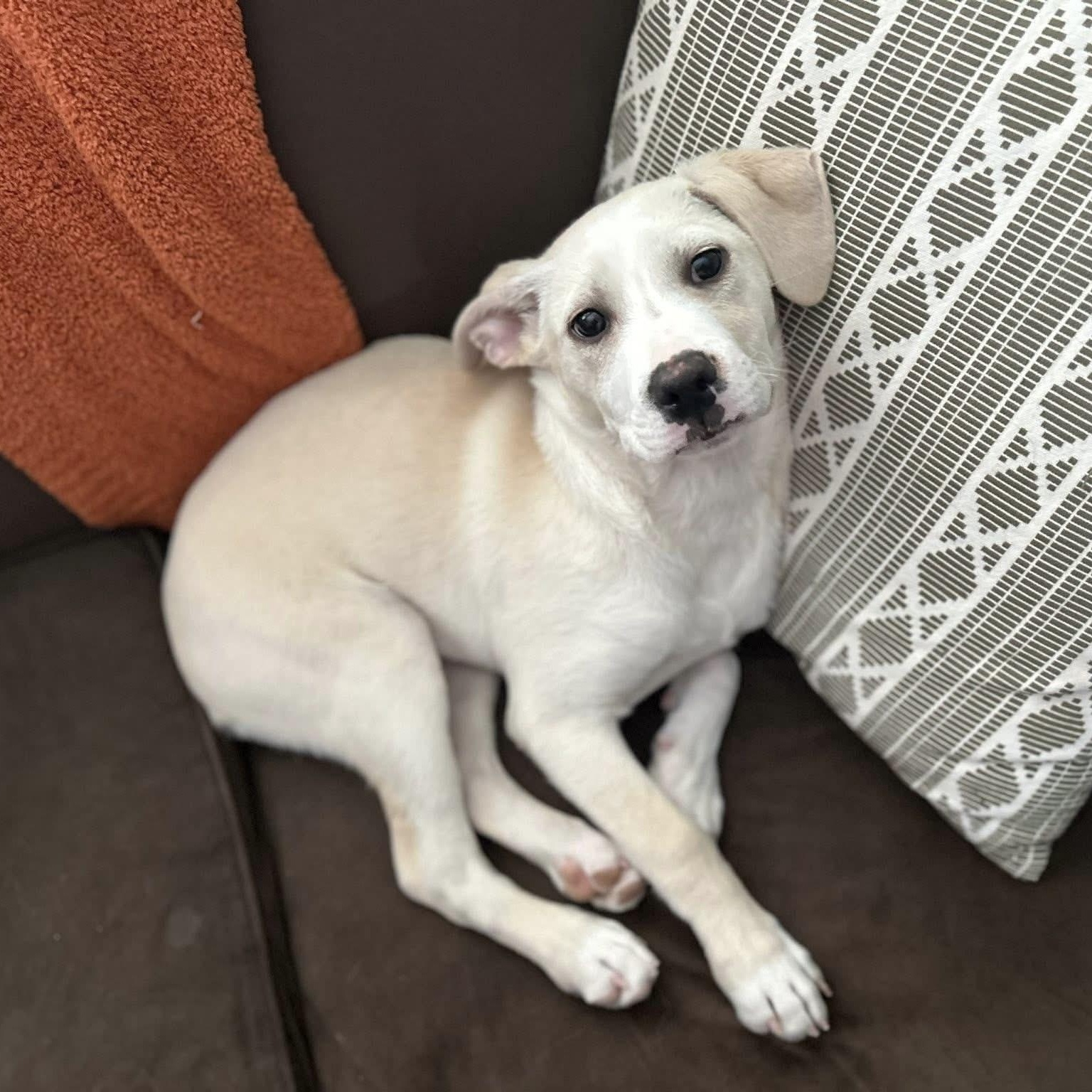 Finnegan, ADOPTABLE, Puppy Male Mixed Breed.