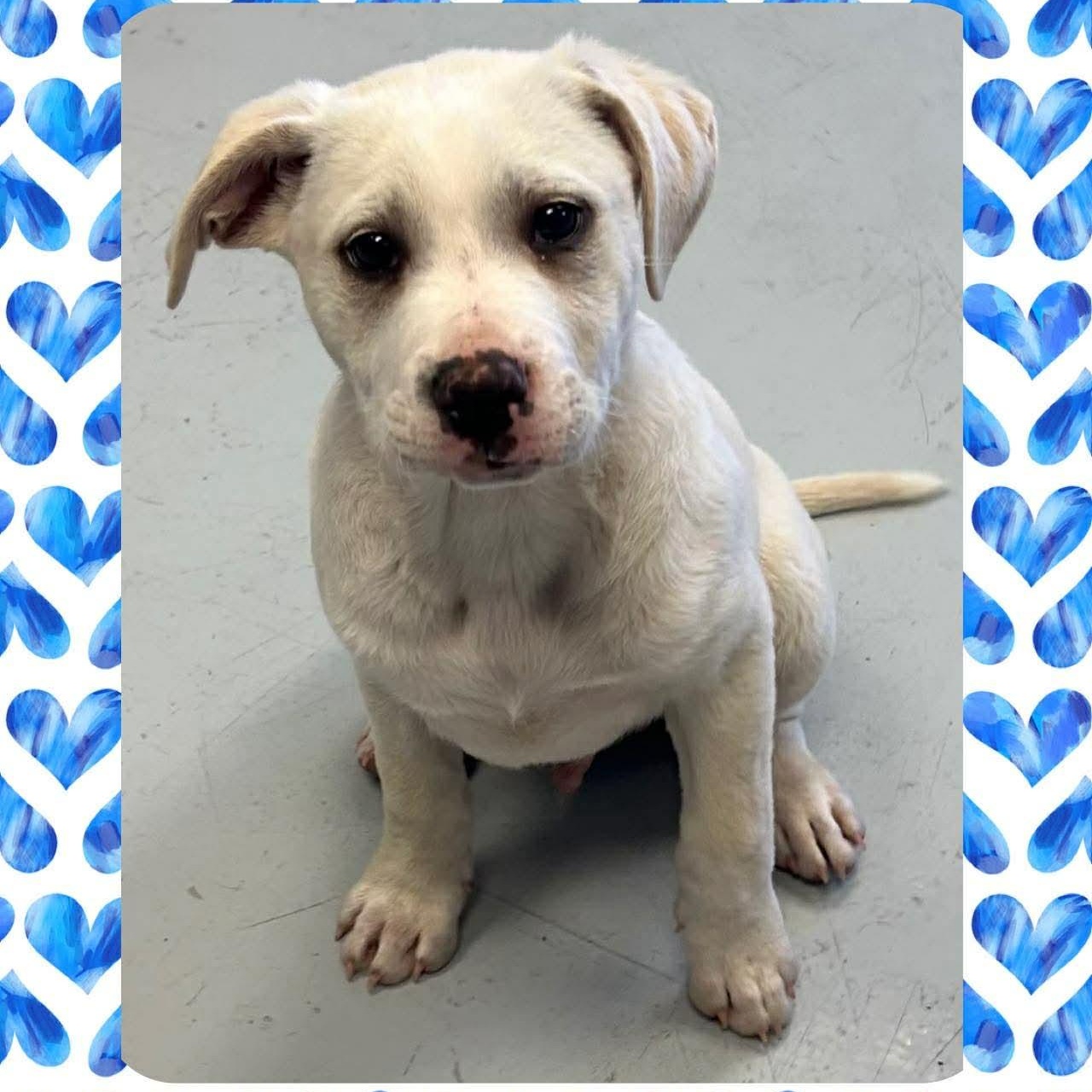 Finnegan, ADOPTABLE, Puppy Male Mixed Breed.