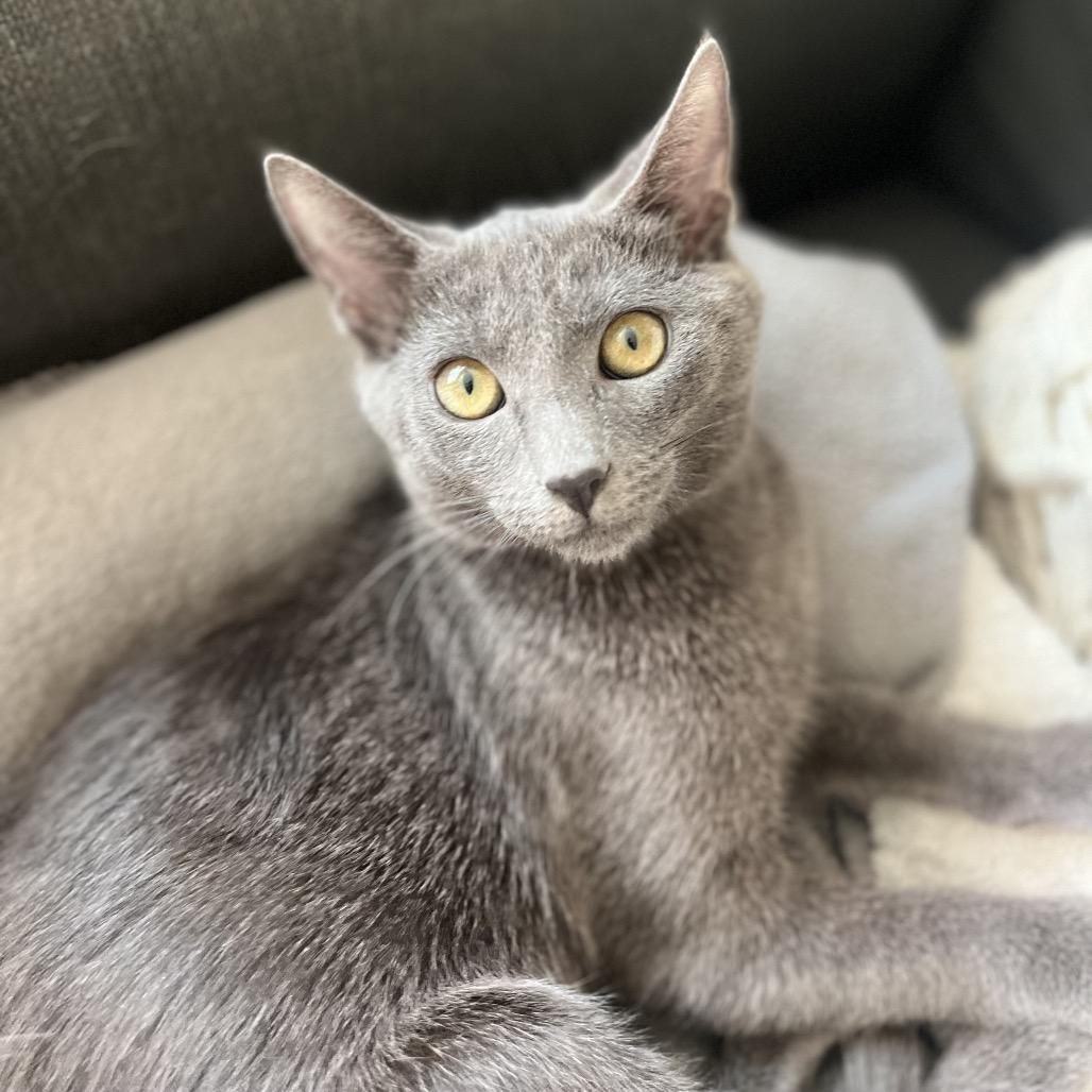 Enlarge Koko, a Adoptable mixed breed in Escondido, CA image 1/6