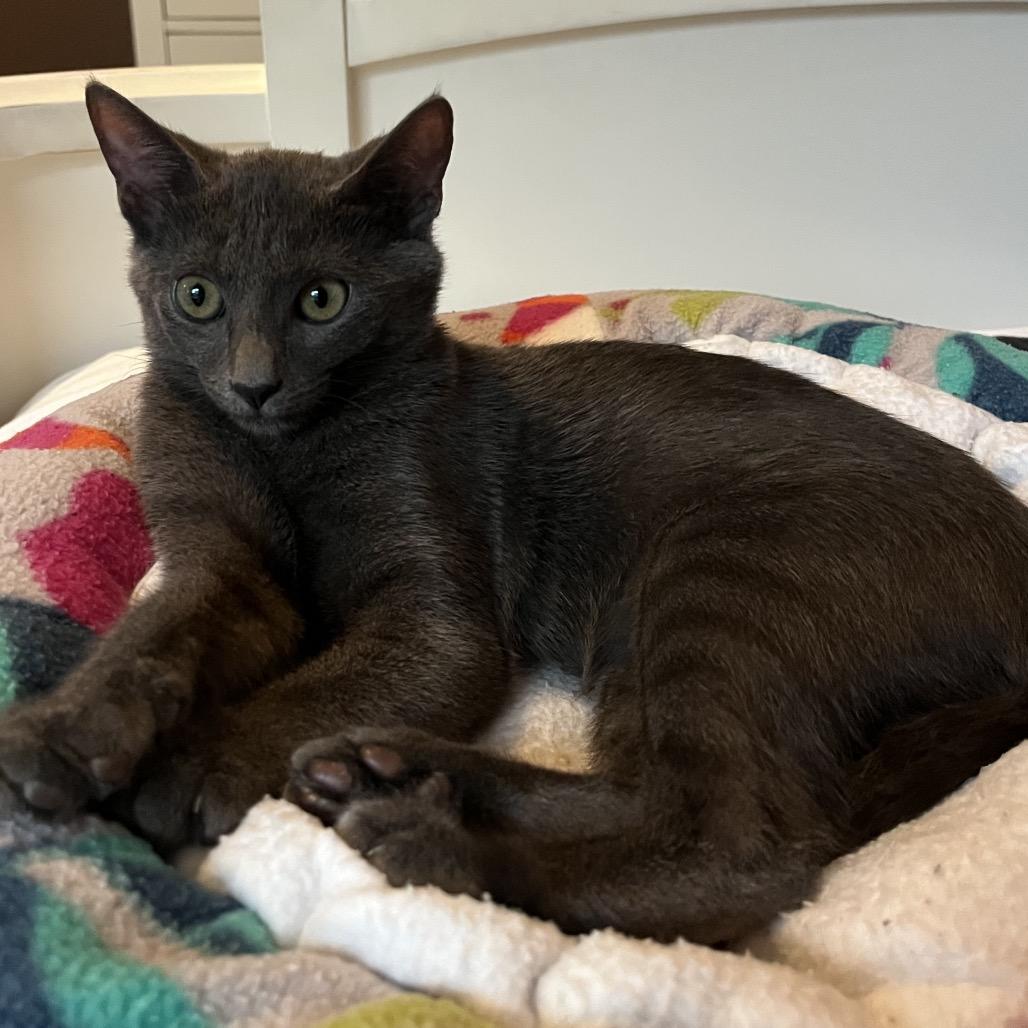 Enlarge Koko, a Adoptable mixed breed in Escondido, CA image 2/6