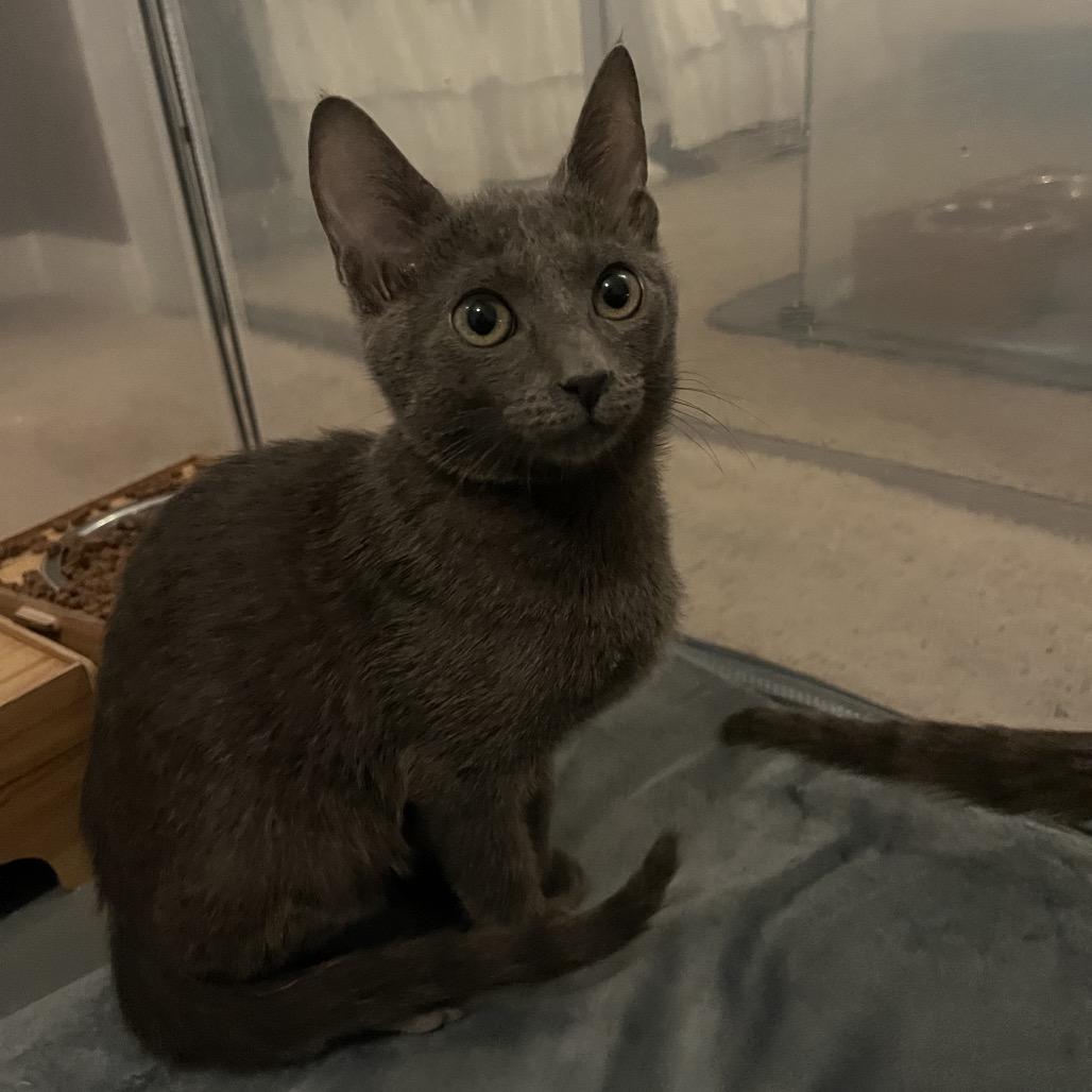 Enlarge Koko, a Adoptable mixed breed in Escondido, CA image 3/6