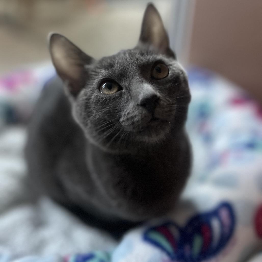 Enlarge Koko, a Adoptable mixed breed in Escondido, CA image 4/6