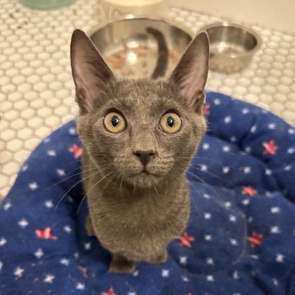 Enlarge Koko, a Adoptable mixed breed in Escondido, CA image 5/6