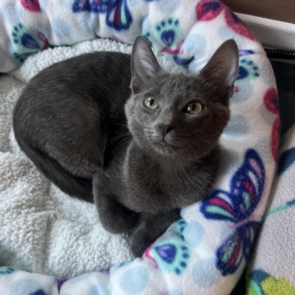 Enlarge Koko, a Adoptable mixed breed in Escondido, CA image 6/6