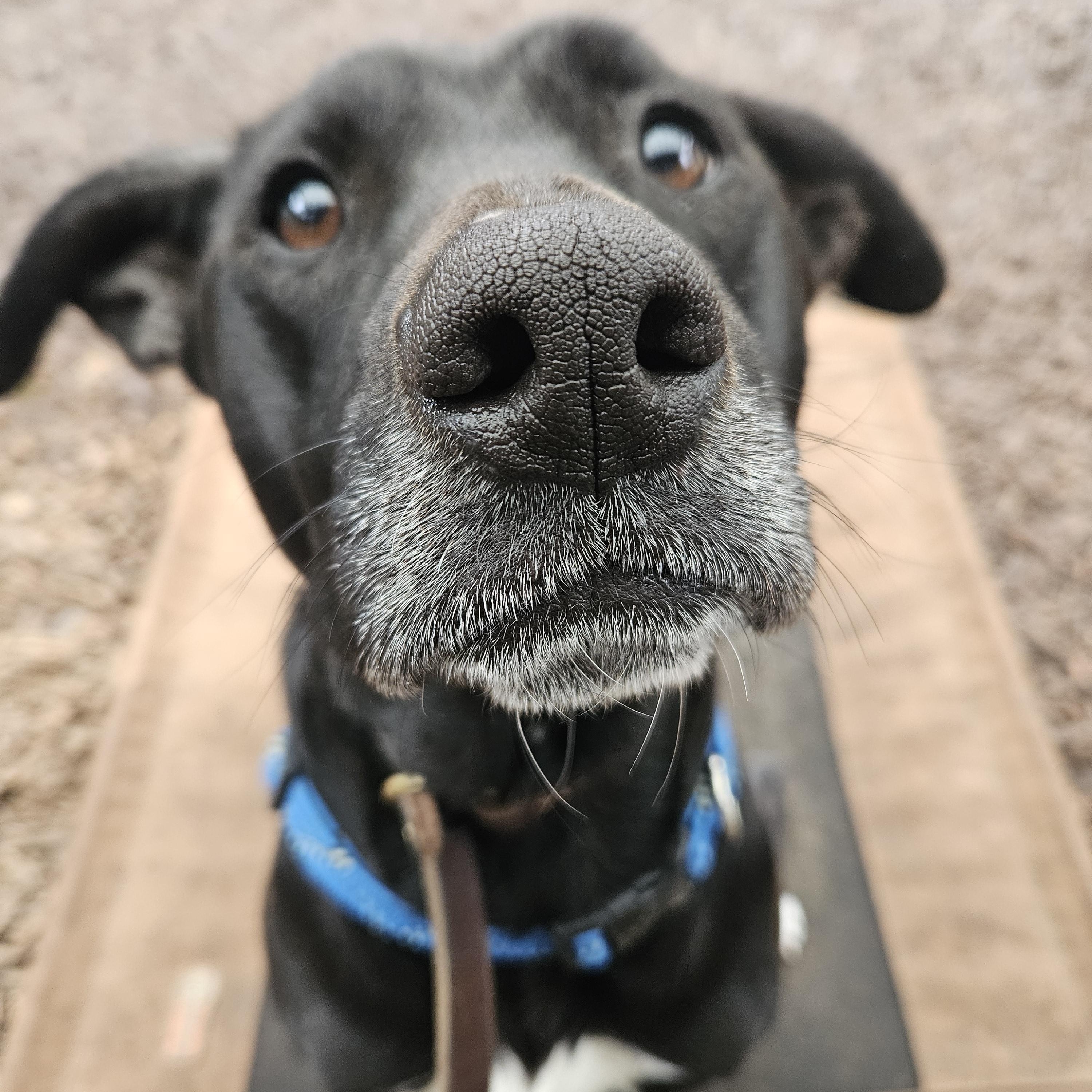 Audrey, an adopted mixed breed in Junction City, OR image 4/6