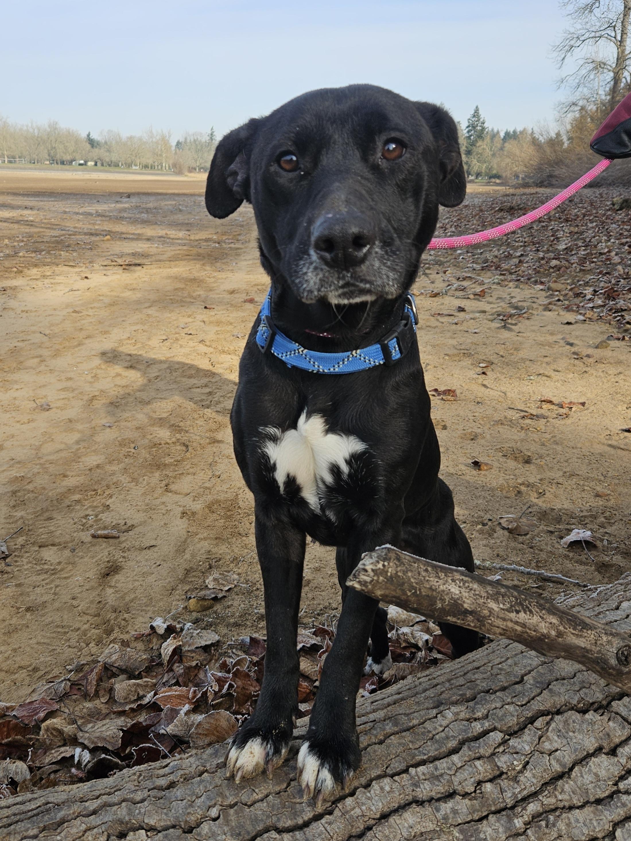 Audrey, an adopted mixed breed in Junction City, OR image 1/6