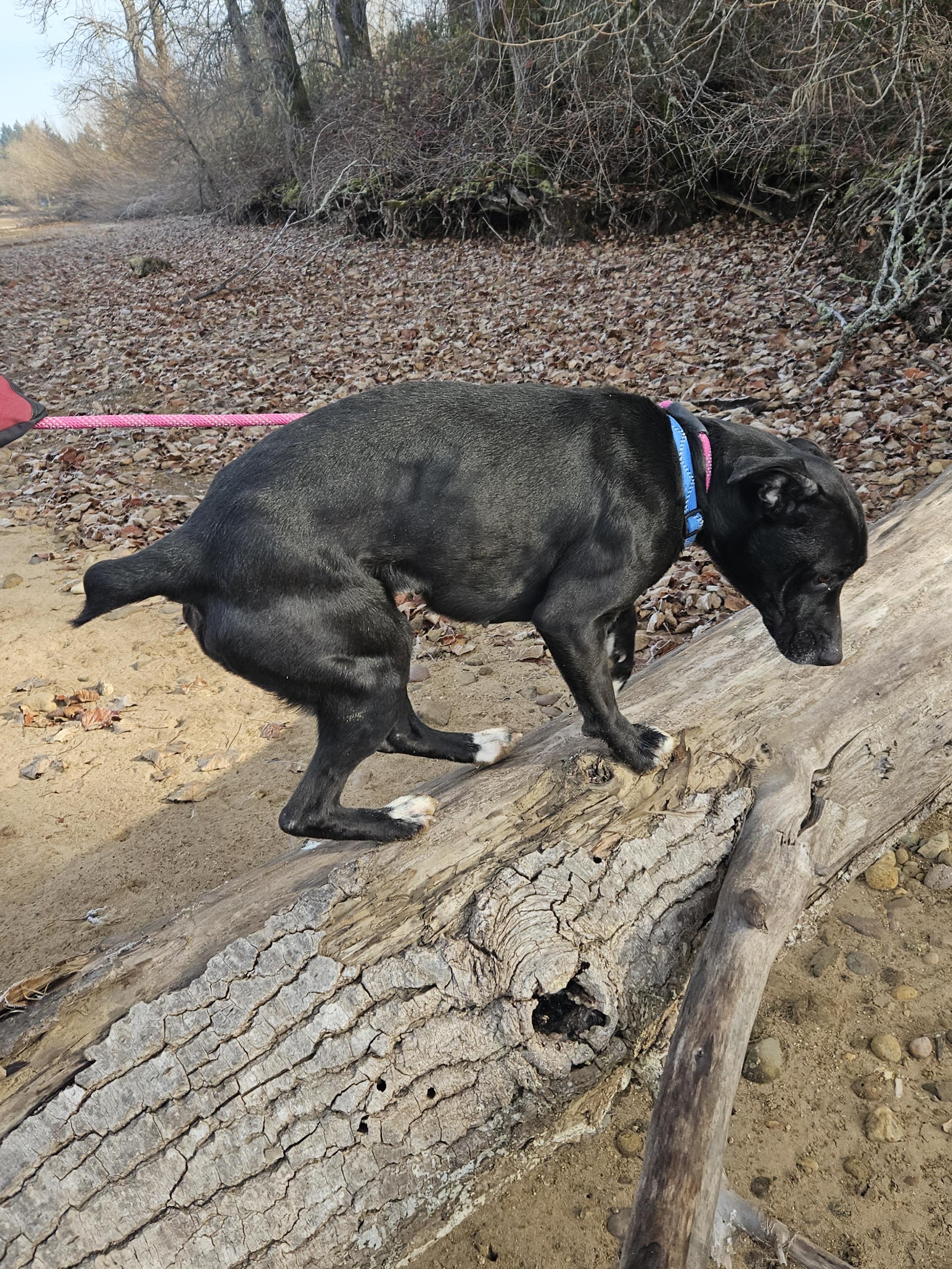 Audrey, an adopted mixed breed in Junction City, OR image 6/6