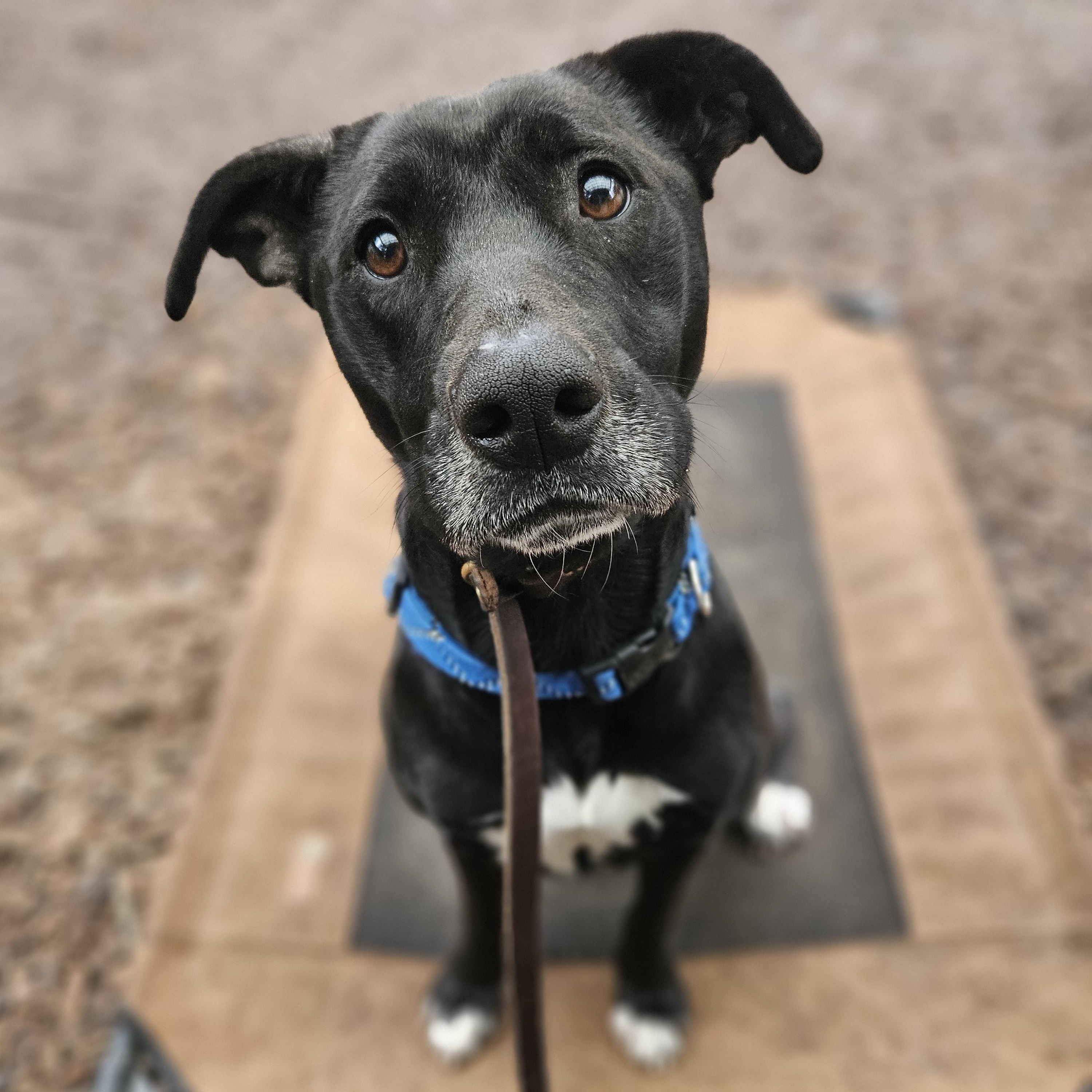 Audrey, an adopted mixed breed in Junction City, OR image 2/6