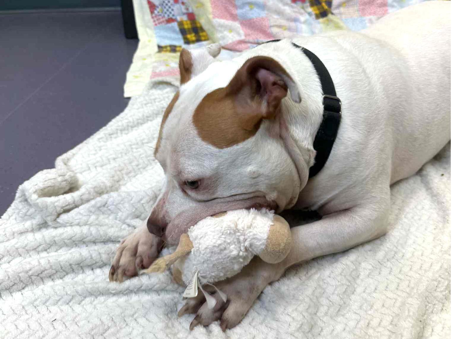 Apollo