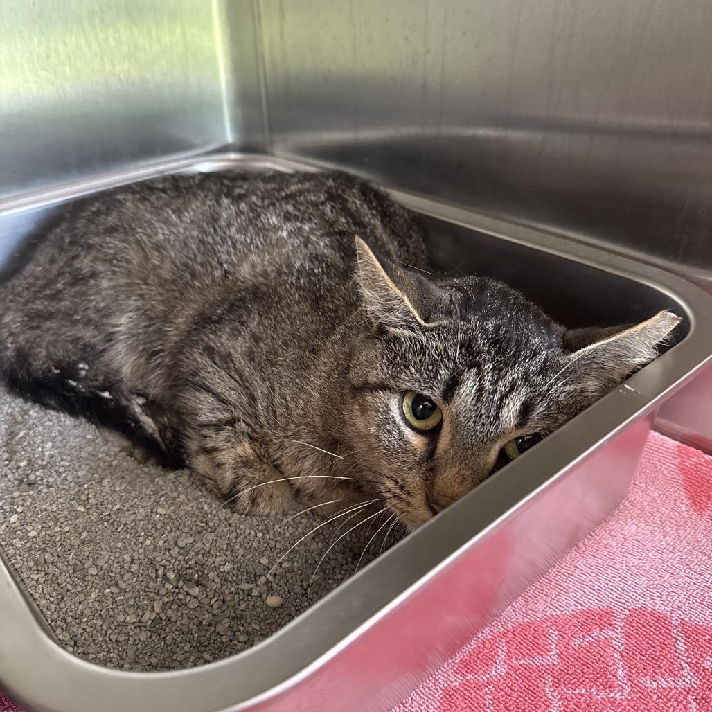 Enlarge Flower, a Adoptable Domestic Short Hair in Attica, NY image 1/2