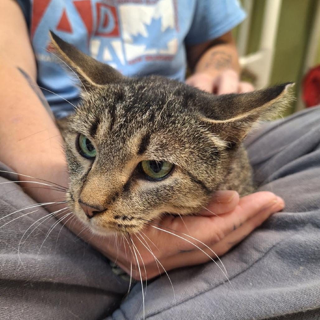 Enlarge Flower, a Adoptable Domestic Short Hair in Attica, NY image 2/2