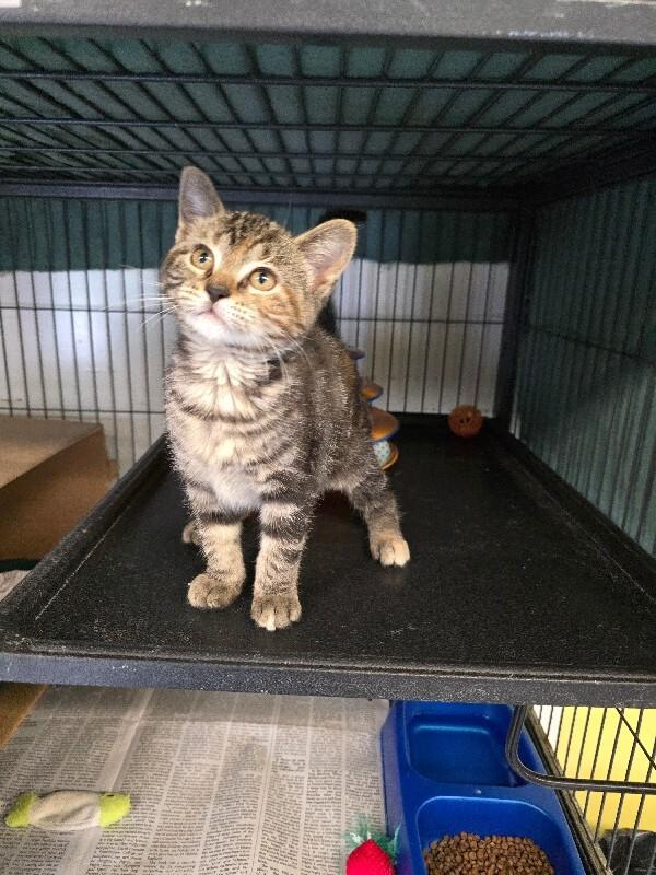 Cleo, Adoptable, Young Female Domestic Short Hair.