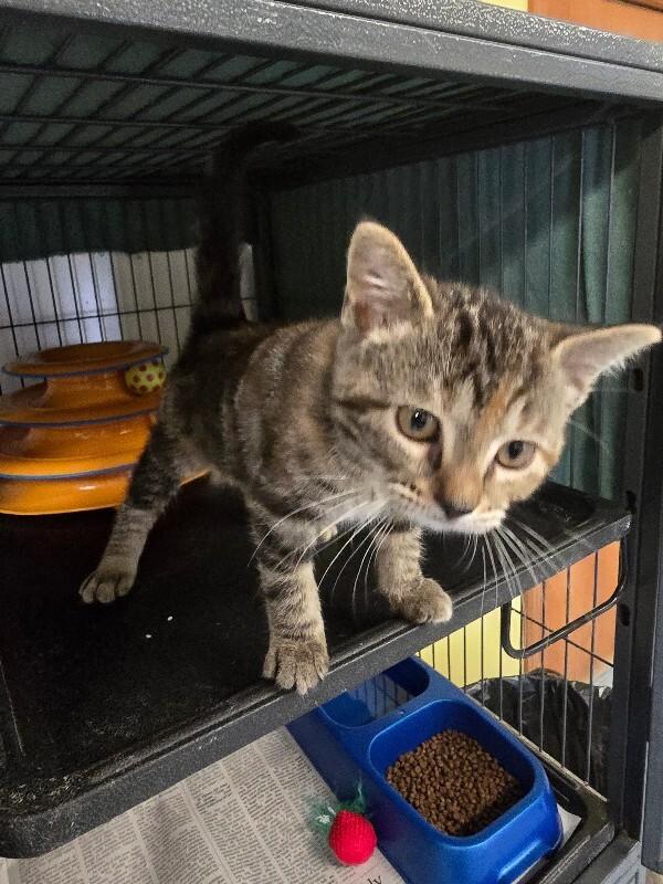 Cleo, a Adoptable Domestic Short Hair in Cortland, NY image 2/5