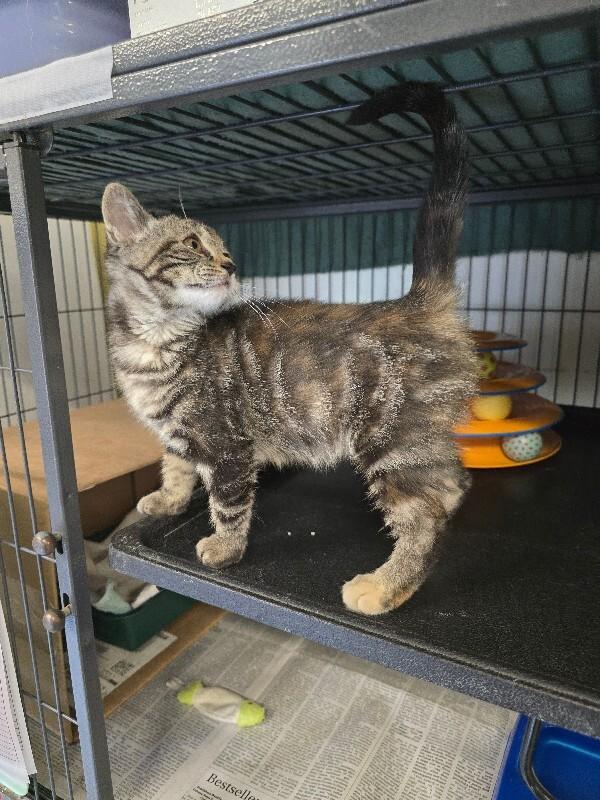 Cleo, a Adoptable Domestic Short Hair in Cortland, NY image 3/5