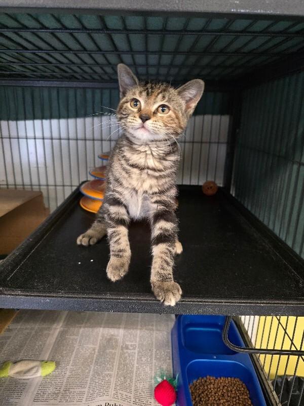 Cleo, a Adoptable Domestic Short Hair in Cortland, NY image 4/5