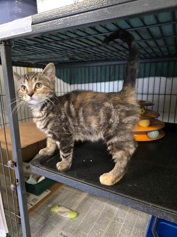 Cleo, a Adoptable Domestic Short Hair in Cortland, NY image 5/5
