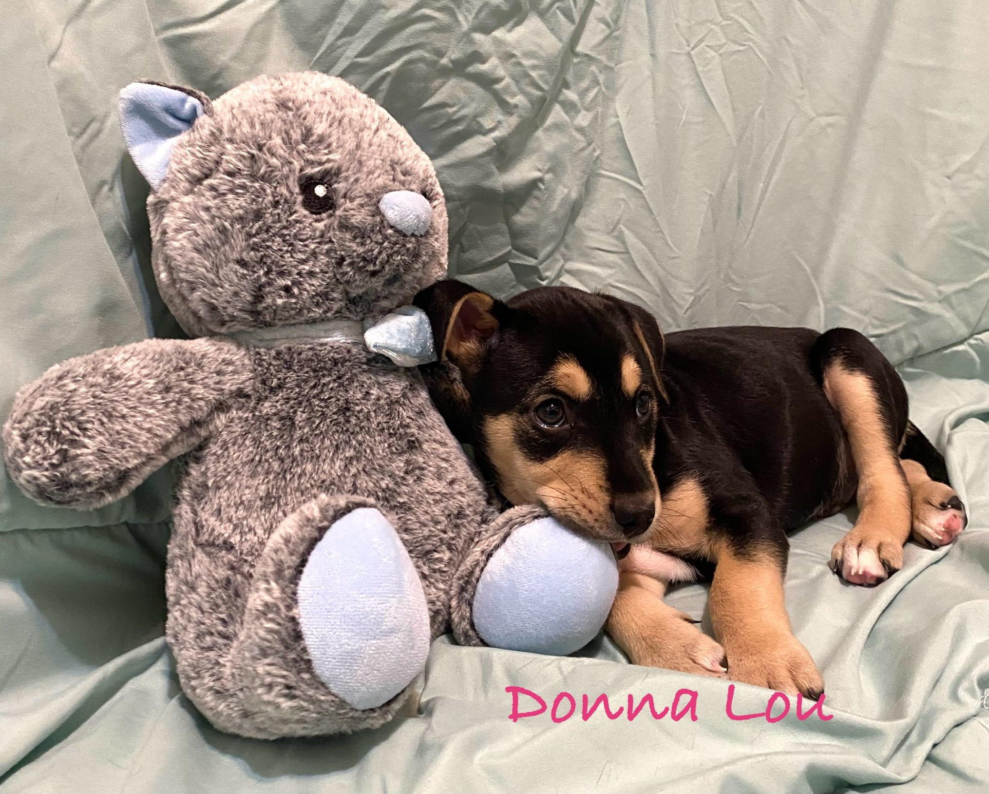 Enlarge Donna Lou, an adopted mixed breed in Hatfield, PA image 2/3