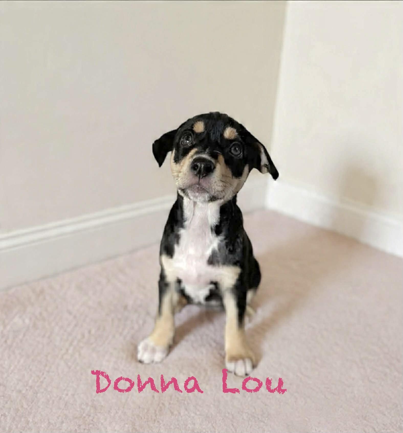 Enlarge Donna Lou, an adopted mixed breed in Hatfield, PA image 3/3