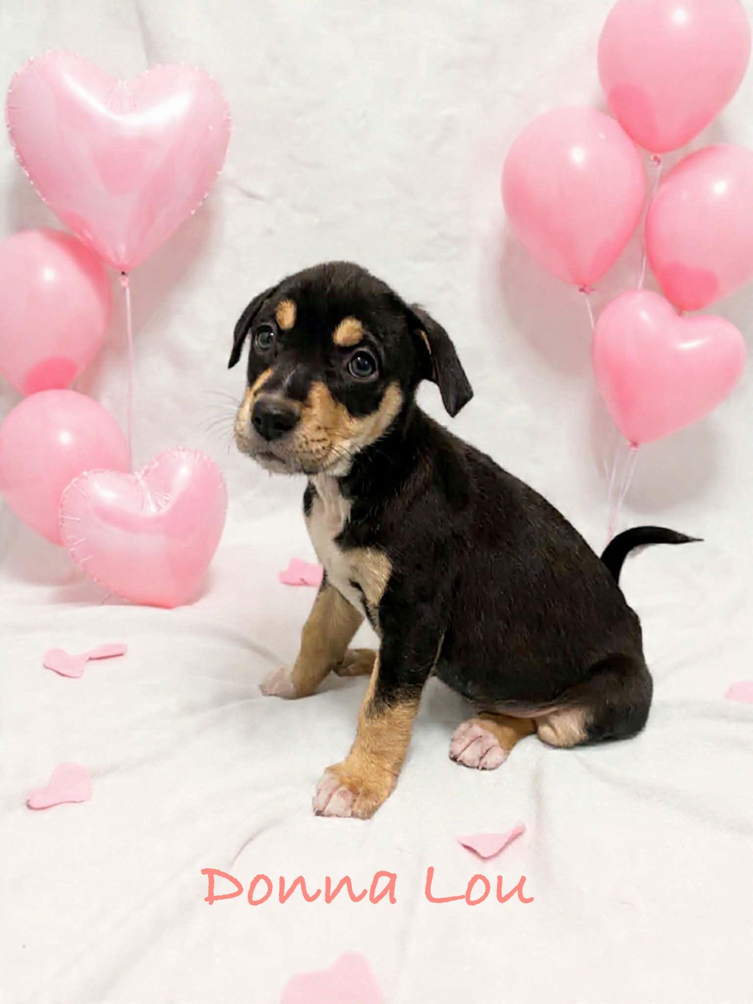 Donna Lou, ADOPTABLE, Puppy Female Labrador Retriever & German Shepherd Dog.