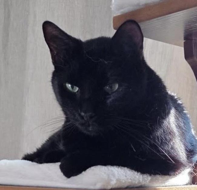 Enlarge Arthur, a Adoptable Domestic Short Hair in Long Beach, NY image 1/4