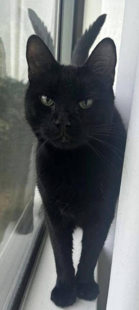 Enlarge Arthur, a Adoptable Domestic Short Hair in Long Beach, NY image 2/4