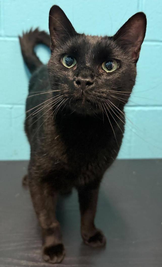 Enlarge Arthur, a Adoptable Domestic Short Hair in Long Beach, NY image 4/4