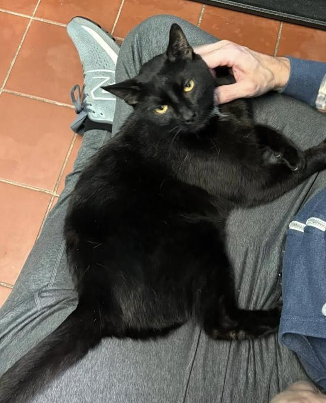 Enlarge Arthur, a Adoptable Domestic Short Hair in Long Beach, NY image 3/4