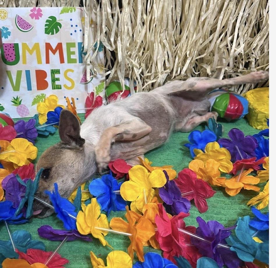 Nemo, Adoptable, Adult Male Chihuahua & Dachshund.