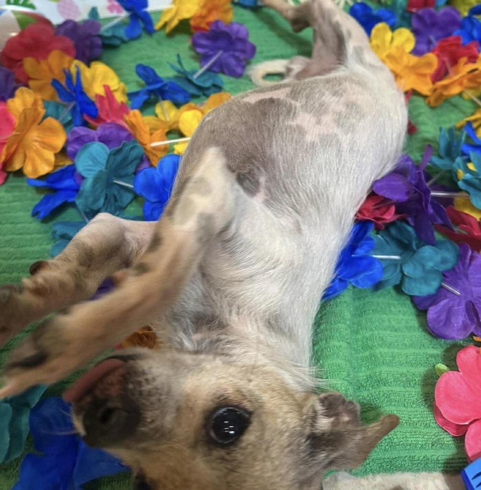 Nemo, a Adoptable mixed breed in Clovis, NM image 2/5