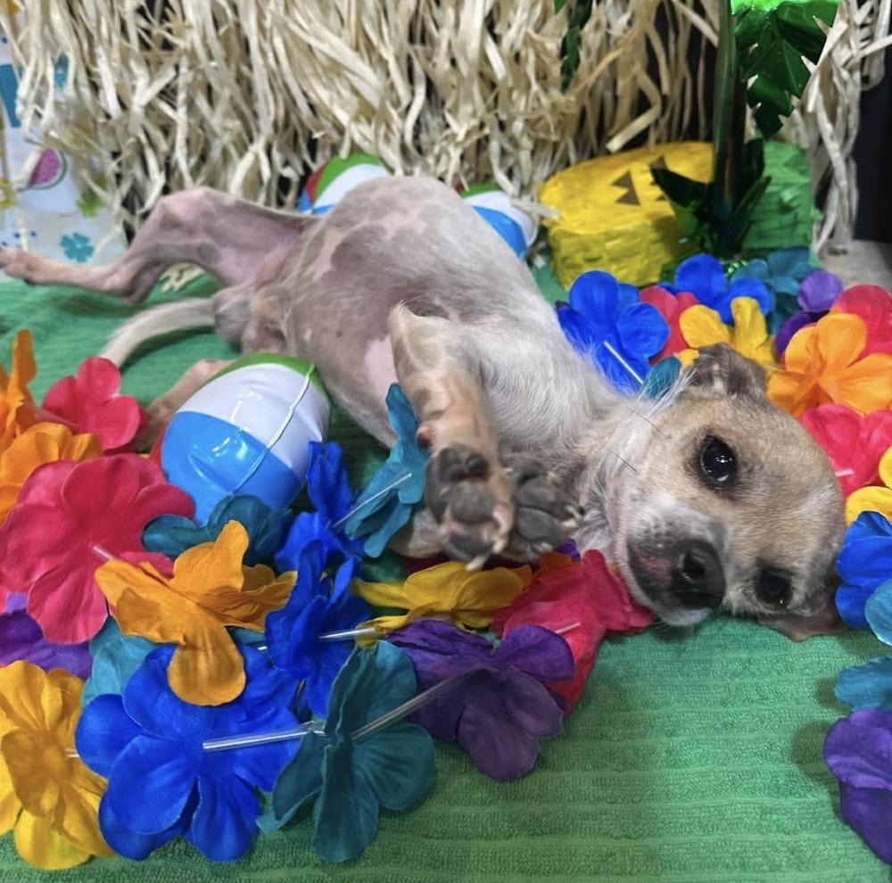 Nemo, a Adoptable mixed breed in Clovis, NM image 3/5
