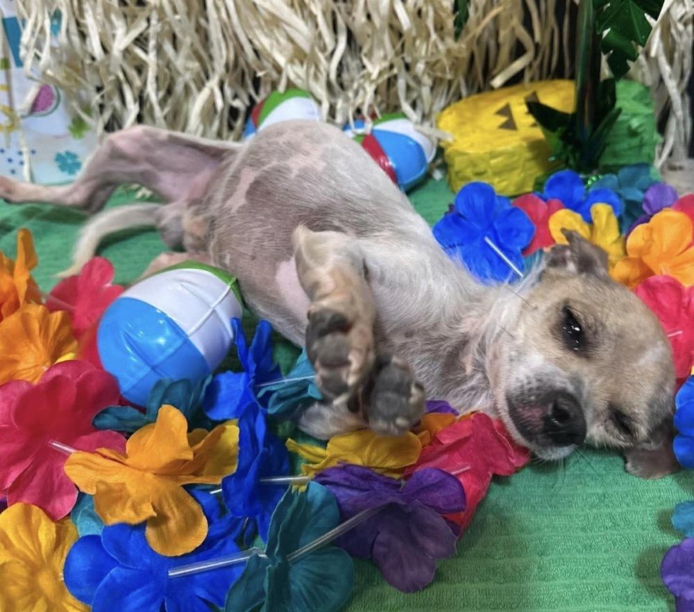 Nemo, a Adoptable mixed breed in Clovis, NM image 4/5