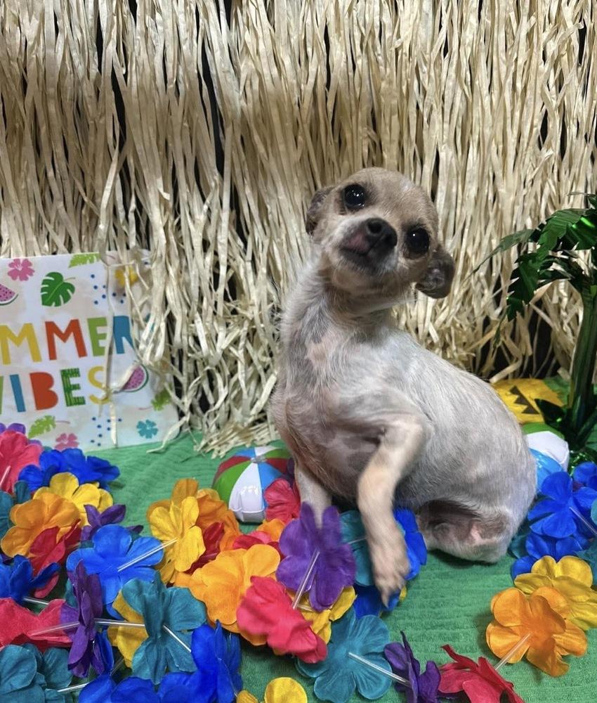 Nemo, a Adoptable mixed breed in Clovis, NM image 5/5