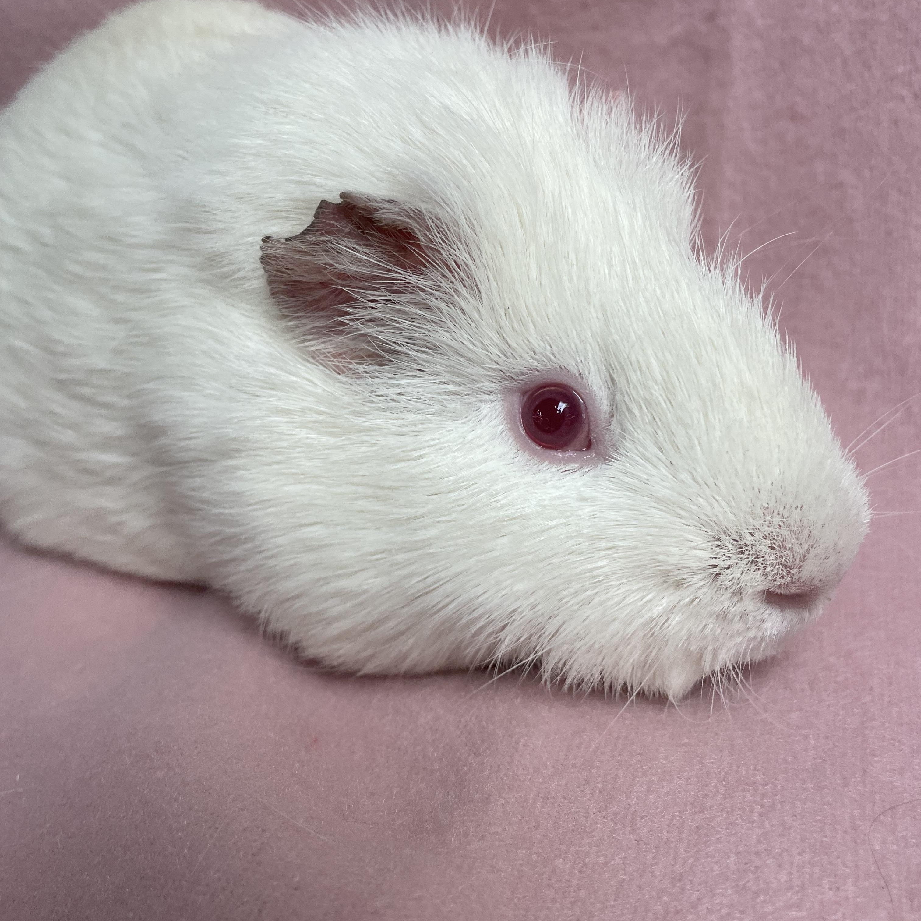 Littlefoot: video!!, Young Male unknown