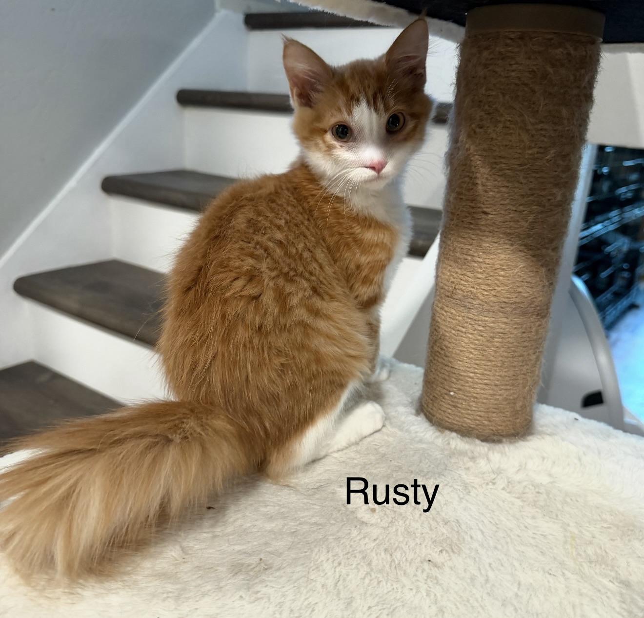 Rusty, adopted, Kitten Male Tabby.