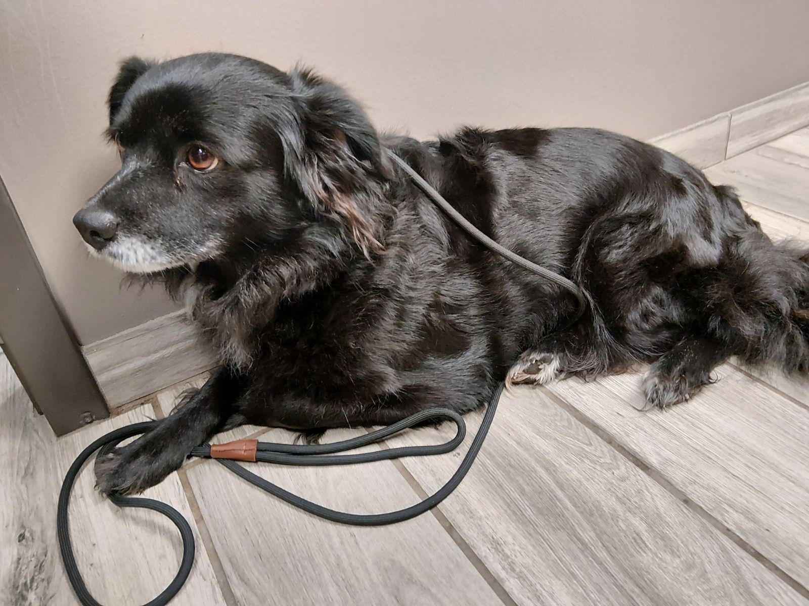 Enlarge **FOUND**, a ADOPTABLE mixed breed in Liberty, MO image 2/2