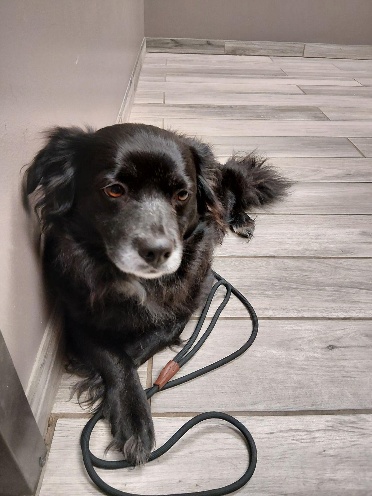 **FOUND**, ADOPTABLE, Adult Female Cocker Spaniel & Australian Shepherd.