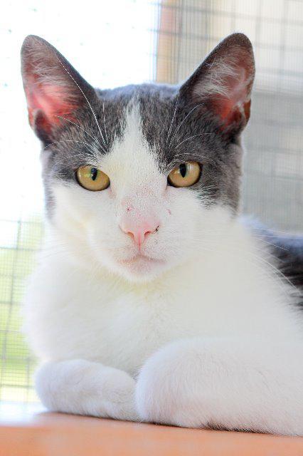 Miss P, Adoptable, Senior Female Domestic Short Hair.