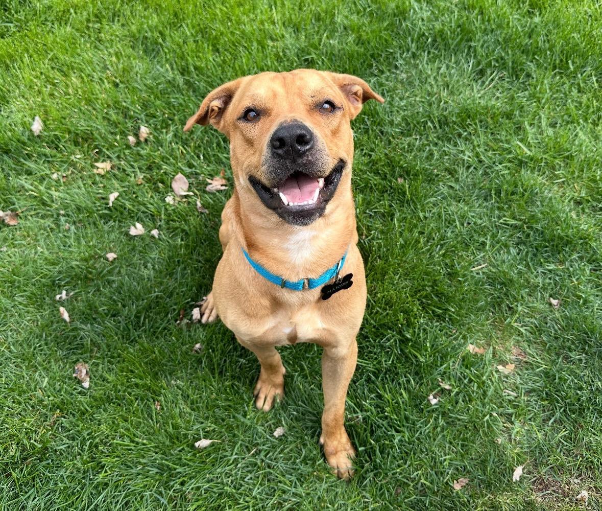 Mateo - The Smiley Guy, a Adoptable mixed breed in HARTFORD, CT image 2/6