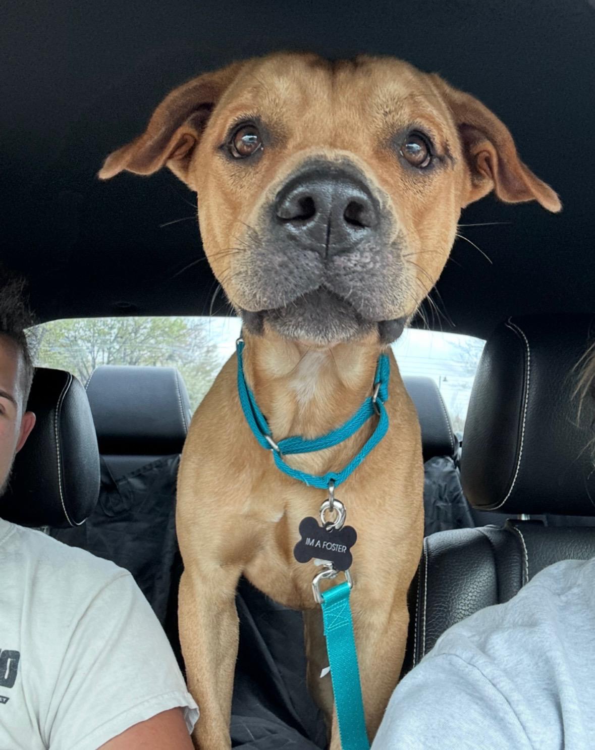 Mateo - The Smiley Guy, a Adoptable mixed breed in HARTFORD, CT image 4/6