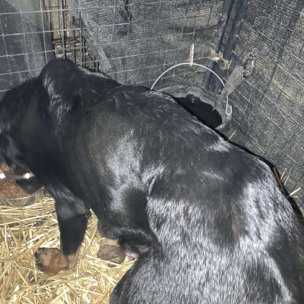 Winnie, a Adoptable Rottweiler in TONASKET, WA image 1/5