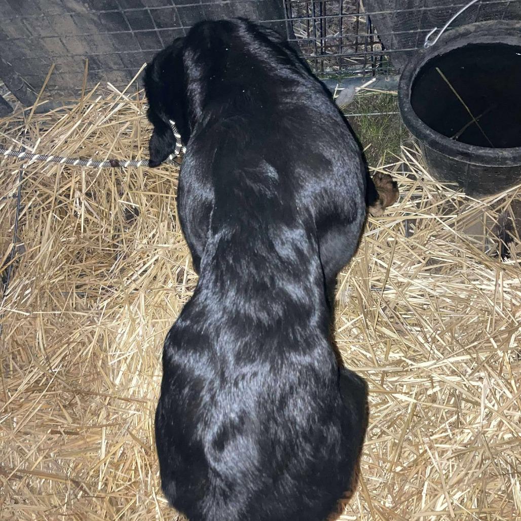 Winnie, a Adoptable Rottweiler in TONASKET, WA image 2/5