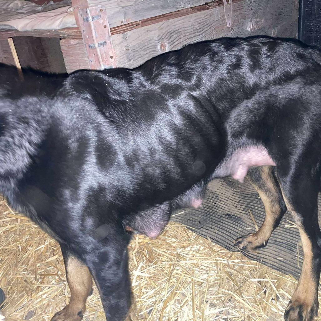 Winnie, a Adoptable Rottweiler in TONASKET, WA image 3/5