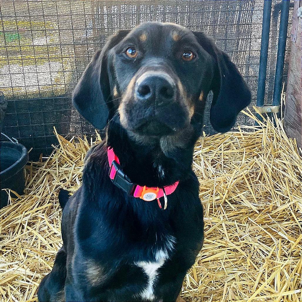 Winnie, a Adoptable Rottweiler in TONASKET, WA image 4/5