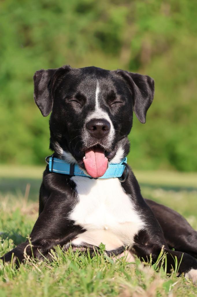 Enlarge Chocolate, a Adoptable mixed breed in Columbia, TN image 1/5
