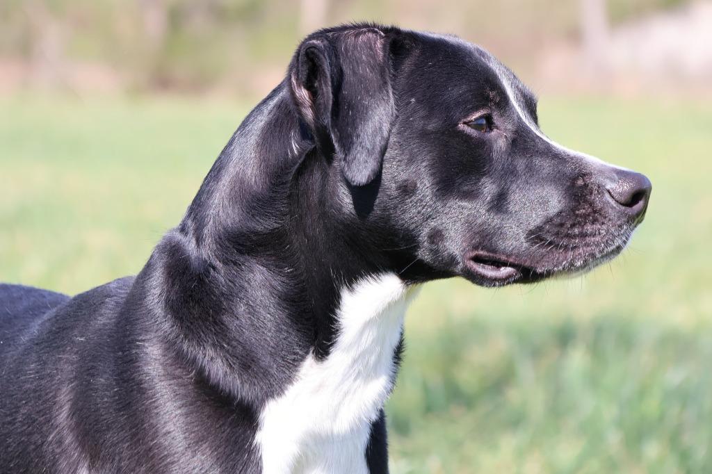 Chocolate, Adoptable, Young Male Mixed Breed.