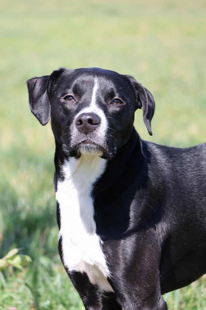 Chocolate, a Adoptable mixed breed in Columbia, TN image 2/5
