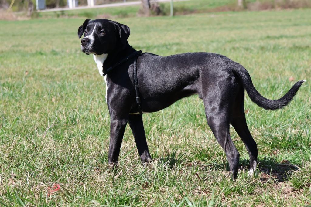 Chocolate, a Adoptable mixed breed in Columbia, TN image 3/5
