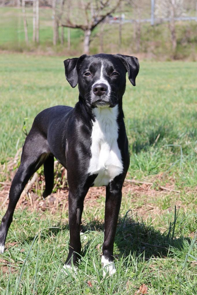 Chocolate, a Adoptable mixed breed in Columbia, TN image 4/5