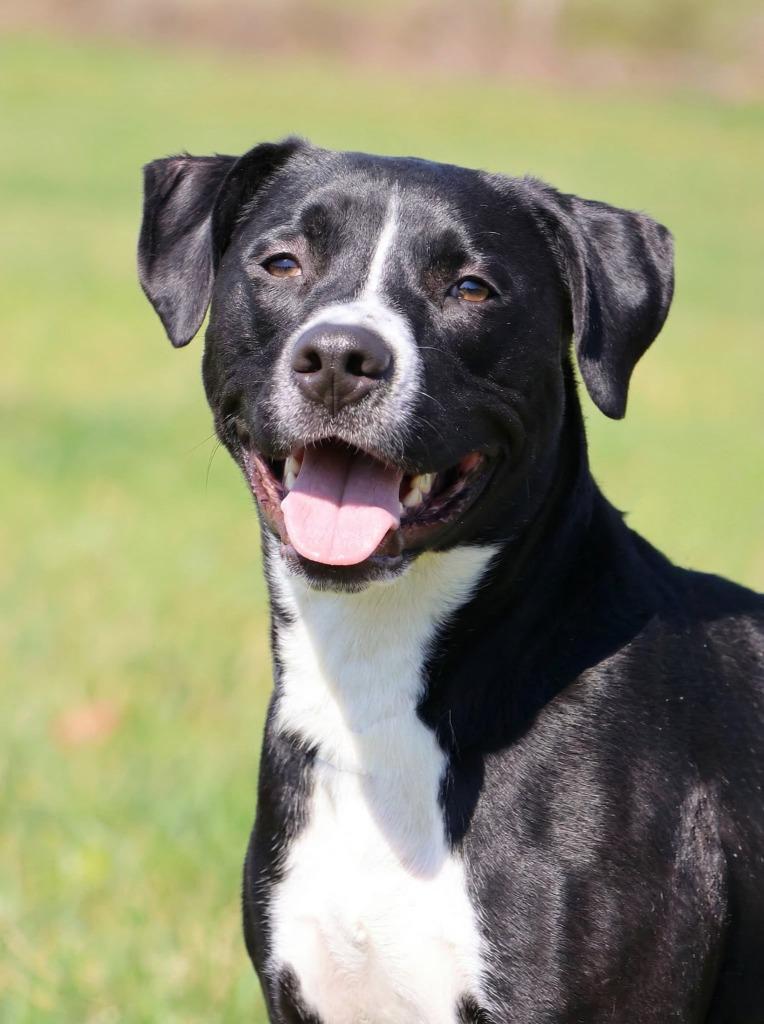 Chocolate, a Adoptable mixed breed in Columbia, TN image 5/5