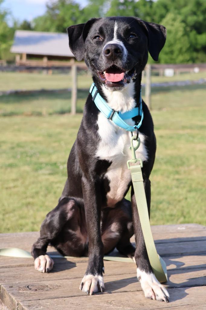 Enlarge Chocolate, a Adoptable mixed breed in Columbia, TN image 5/5